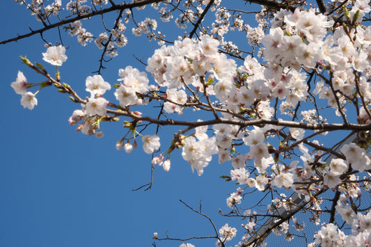 Cherry Blossom Season Has Arrived